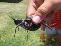 2009-06-11 MUDBUG 048